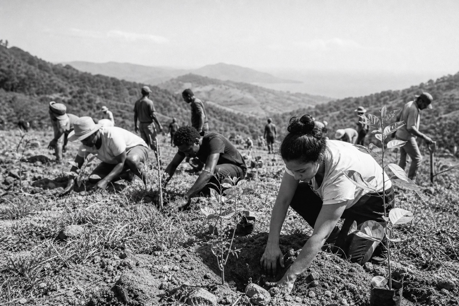 Volunteers planting trees on a hillside